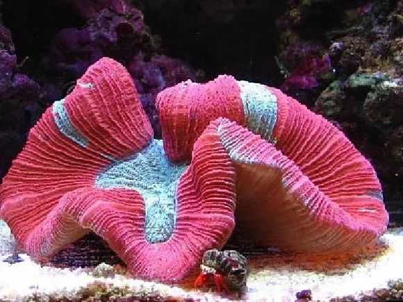 Trachyphyllia geoffroyi: The Living Underwater Masterpiece of the Indian-Pacific